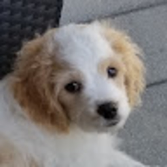 Meet your Posher, Grace - Picture 1 of 1